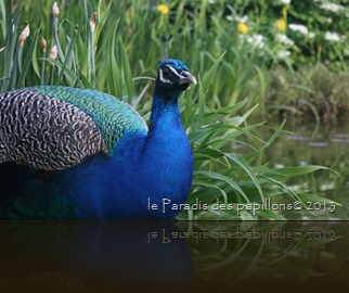 IMG_0774 IMG_0774