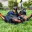 Hodowla Rottweilerów Toro Negro Rottweiler-014.JPG