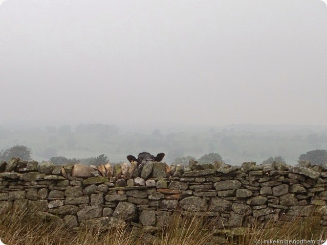 bovine luggoils bovine luggoils