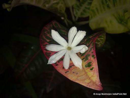Flower Fallen on Leaf