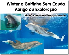 winter-golfinho-cauda winter-golfinho-cauda