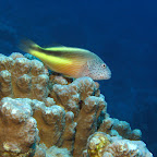 IMG_9568.JPG