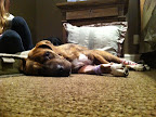 A very tired Rosey resting safely at home the day after her return.