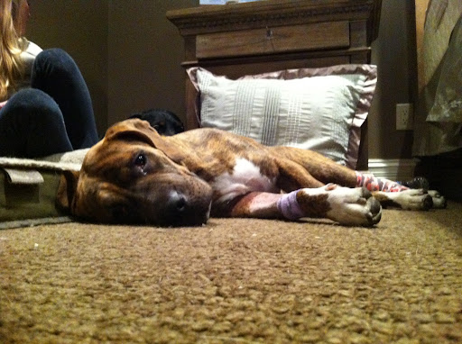 A very tired Rosey resting safely at home the day after her return.