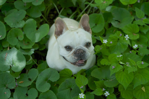 Francesca, don't I look adorable sitting in this lush woodland?