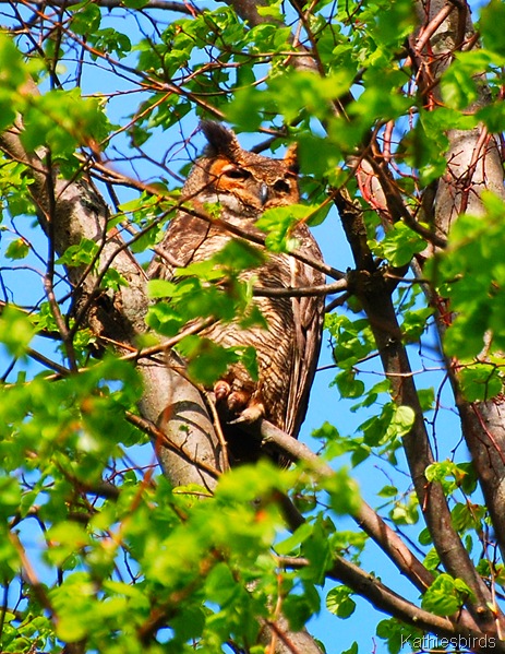 1. Great Horned Owl-kab