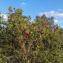 Brazilian Pepper