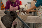 Sharkey, bathing is very important.  Personal hygiene is essential and Laura and Sanu are very gentle.