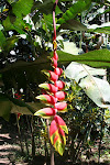 Saving endangered plants, Jose's orchid reserve, Moyobamba, Peru