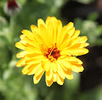 The bright yellow and orange pigmentation is also used to color cheeses and also as a substitute for saffron.