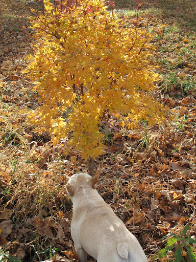 I love Acer Palmatum 'Winter Flame' - so aptly named because its green leaves turn a vivd yellow and its bark becomes bright coral red in winter.