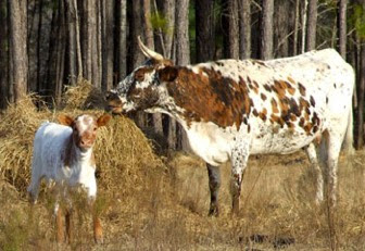 floridacrackercattle-2015-01-8-19-49.jpg