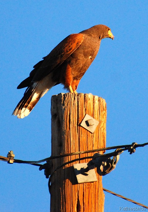 2. Harris hawk-kab