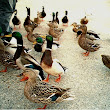 Quack..quack..! Warm and Friendly Ducks frequent the Drumheller Fountain.