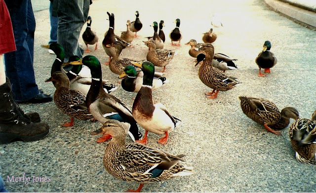 Quack..quack..! Warm and Friendly Ducks frequent the Drumheller Fountain.