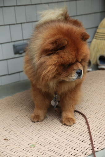 Because Martha, and anyone else for that matter, isn't too keen on the way I enjoy running off in search of adventures on the property, I am often leashed up outside in the back of the house, which is right by...