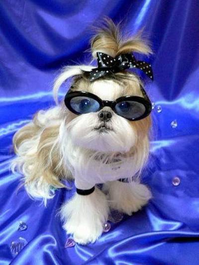 Nice Hairstyles for pets..