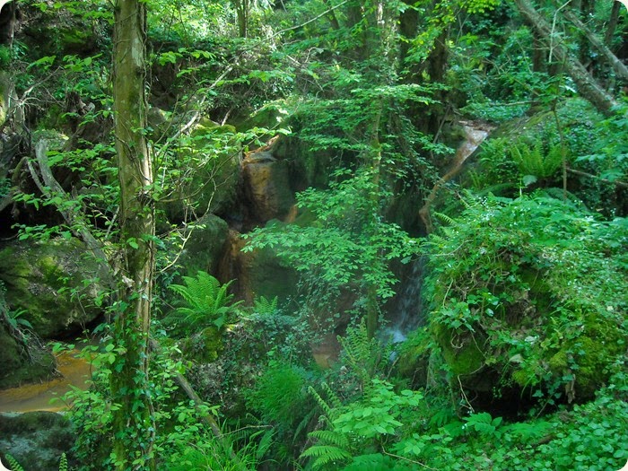 Foreste Casentinesi flora Foreste Casentinesi flora