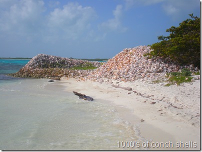 Conch Shells at Crasqui, Los Roques