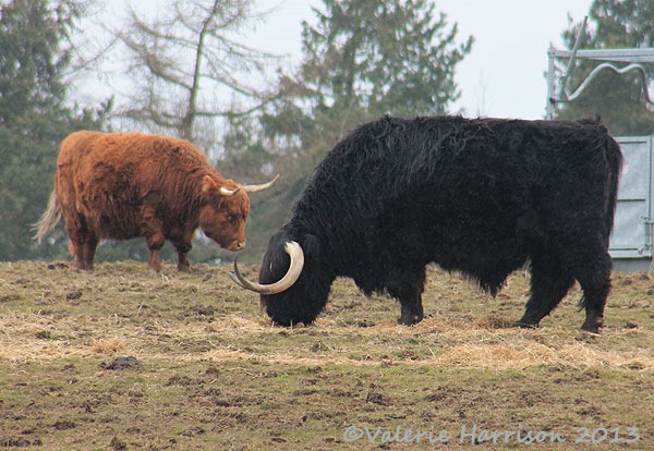 [26-highland-cattle%255B2%255D.jpg]