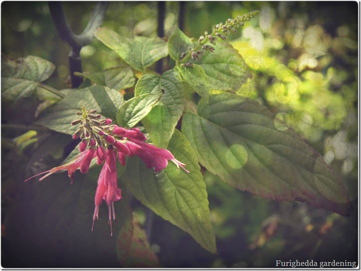 Salvia Iodantha salvia con fioritura invernale