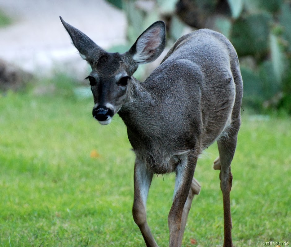 [1.%2520coues%2520deer-kab%255B5%255D.jpg]