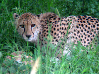 Cheetah eating Impala - Thornybush Reserve, Kruger NP, South Africa