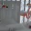 the pink flamingos are too cold... the pink flamingos are too cold...