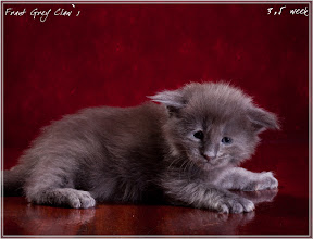Фото котенка мейн-кун Frant возраст 3,5 недели | Питомник Grey Claw`s