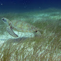 Green Sea Turtle