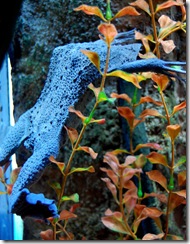 aquarium22