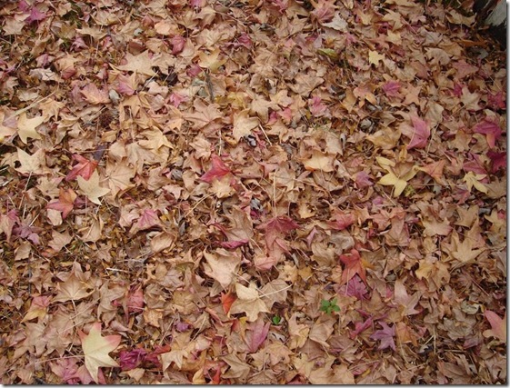 Autumn_Leaves_Texture_by_Nereja Autumn_Leaves_Texture_by_Nereja
