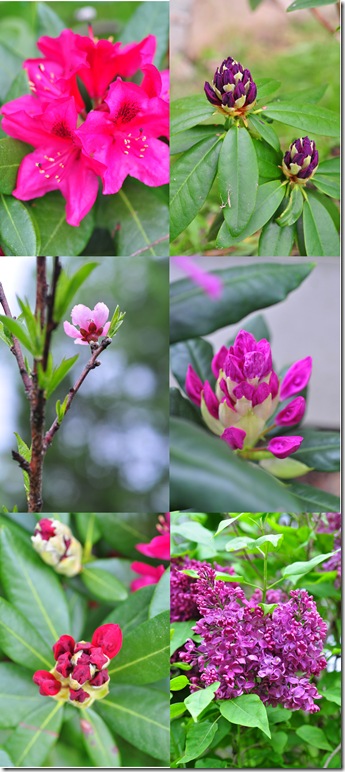 flowers_may