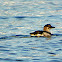 Black Guillemot