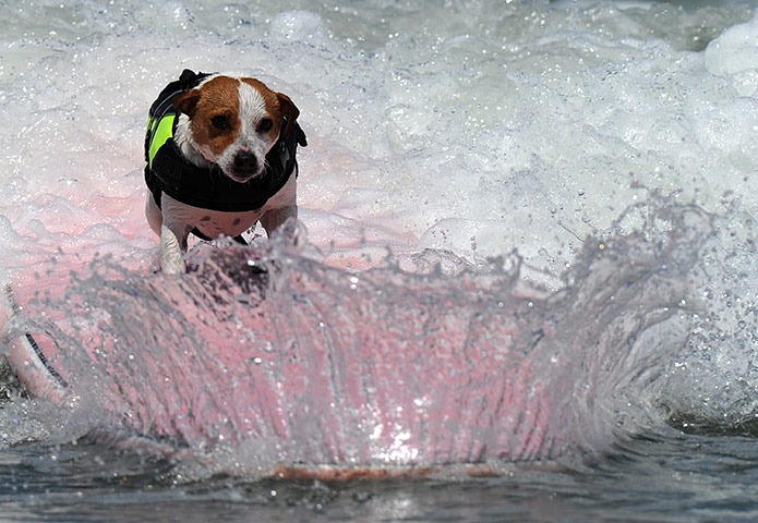6th-surf-dog-comp8 6th-surf-dog-comp8