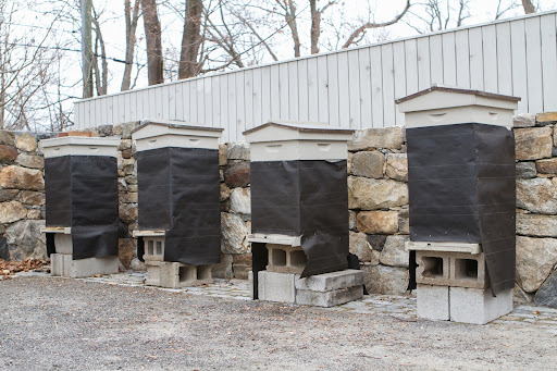 That's right, Francesca. The hives have been placed here because they'll receive full winter sun and are protected from the cold north winds. That's right, Francesca. The hives have been placed here because they'll receive full winter sun and are protected from the cold north winds.