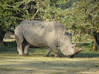 Nakuru Nationalpark