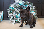 Sharkey, I'm also very impressed with his amazing wreath, that we decorated with Martha Stewart Living Christmas Collectibles from The Home Depot.