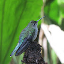 Sparkling Violetear Hummingbird