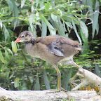 IMG_0970.JPG