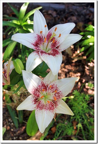 130516_Lilium-asiaticum-White-Pixels_02