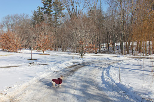 Franny, I think we better stay away from the woodlands.  I hear that coyotes are pretty hungry at this time of year.  I wouldn't want to come near to one of those ravenous creatures.