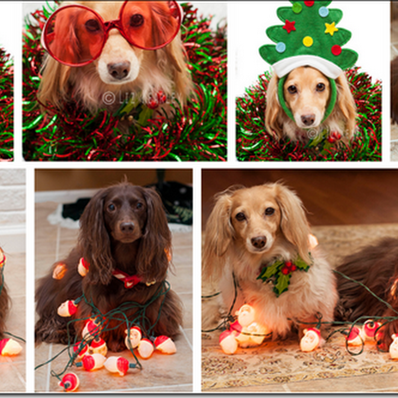 fotos de perros en Navidad