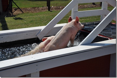 southern belle farm 100611 (58)