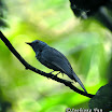 Rufous-winged Philentoma-04.jpg