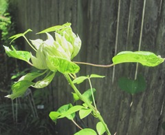 Double white clematis stages of opening4 w fanned leaves