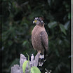 Crested Serpent-Eagle --- Spilorniis cheela_02.jpg