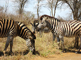 More zebras just hanging out. Transition to Madagascar - 059.jpg