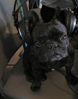 Hi Atilla, a Shiba Inu - you'd like to know what is so wonderful about chasing and catching smelly skunks?  Well.........
