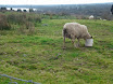 Lambs in school 2011 005.jpg